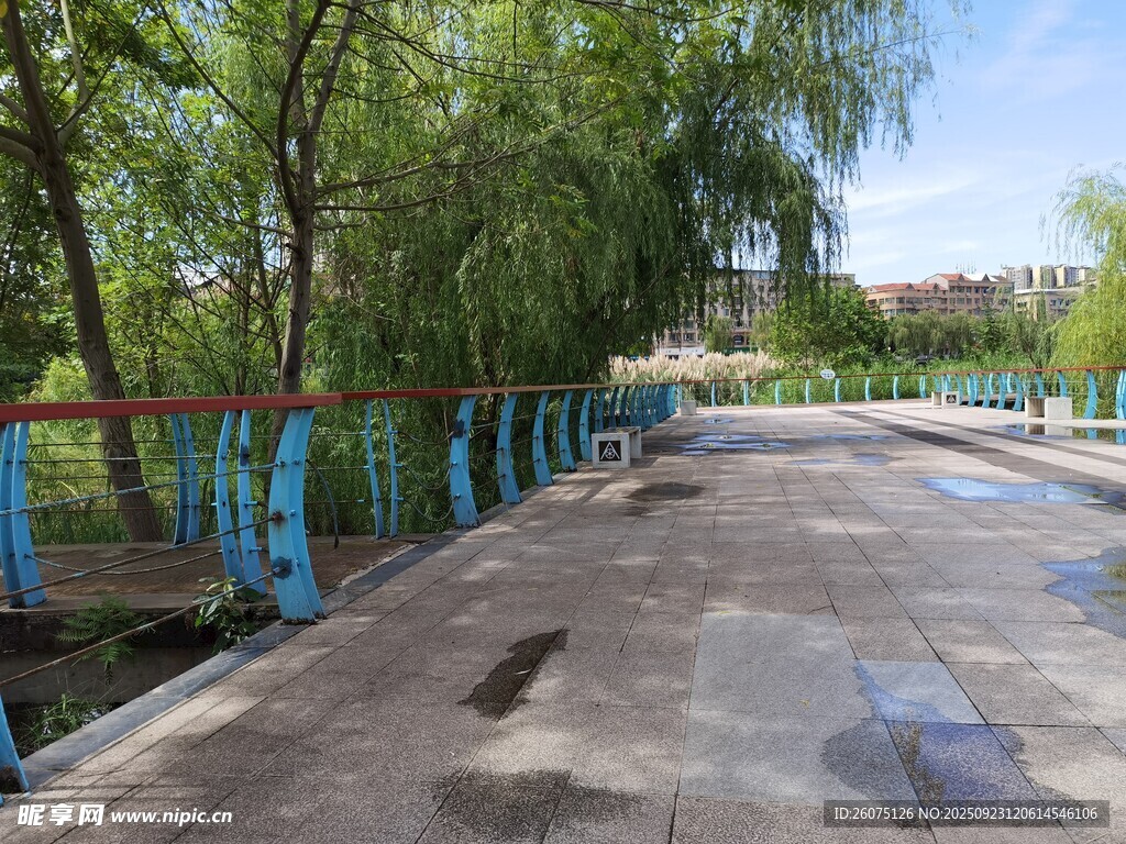乡村林荫水泥道路景观