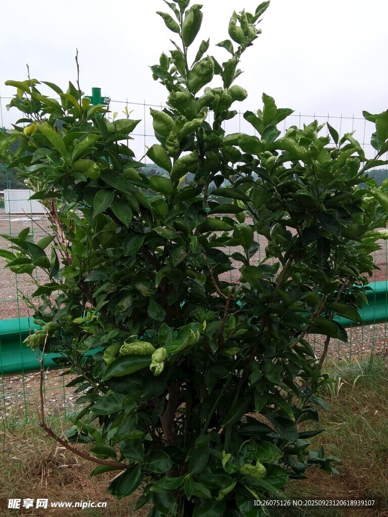 绿叶繁茂的绿植景观
