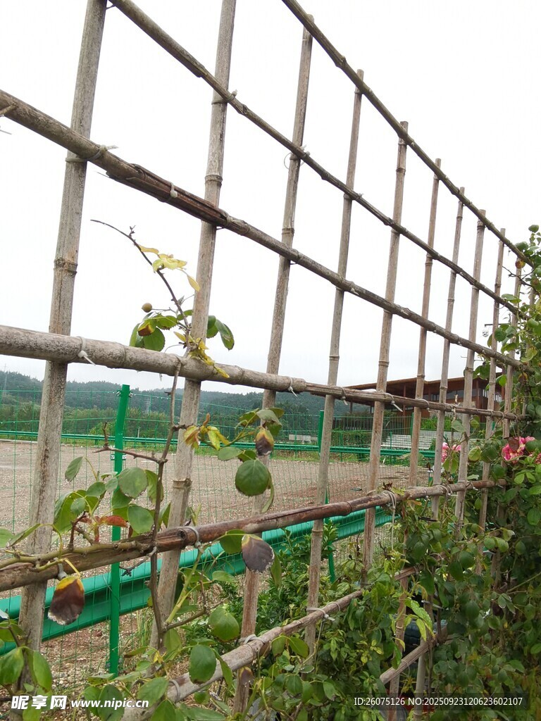 竹制围栏旁的绿植景观