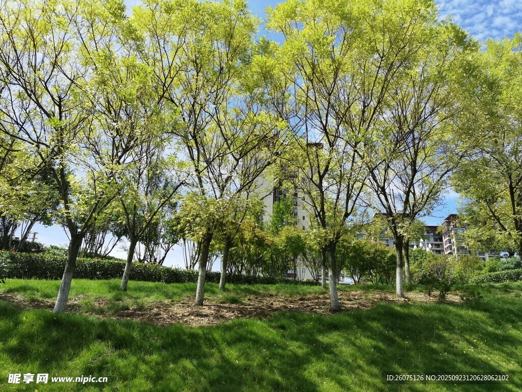 春日葱郁树林风景