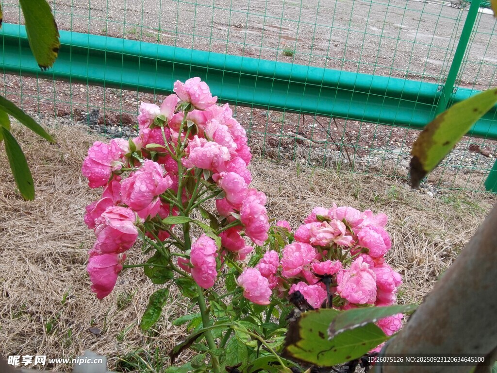 娇艳粉色花卉绽放