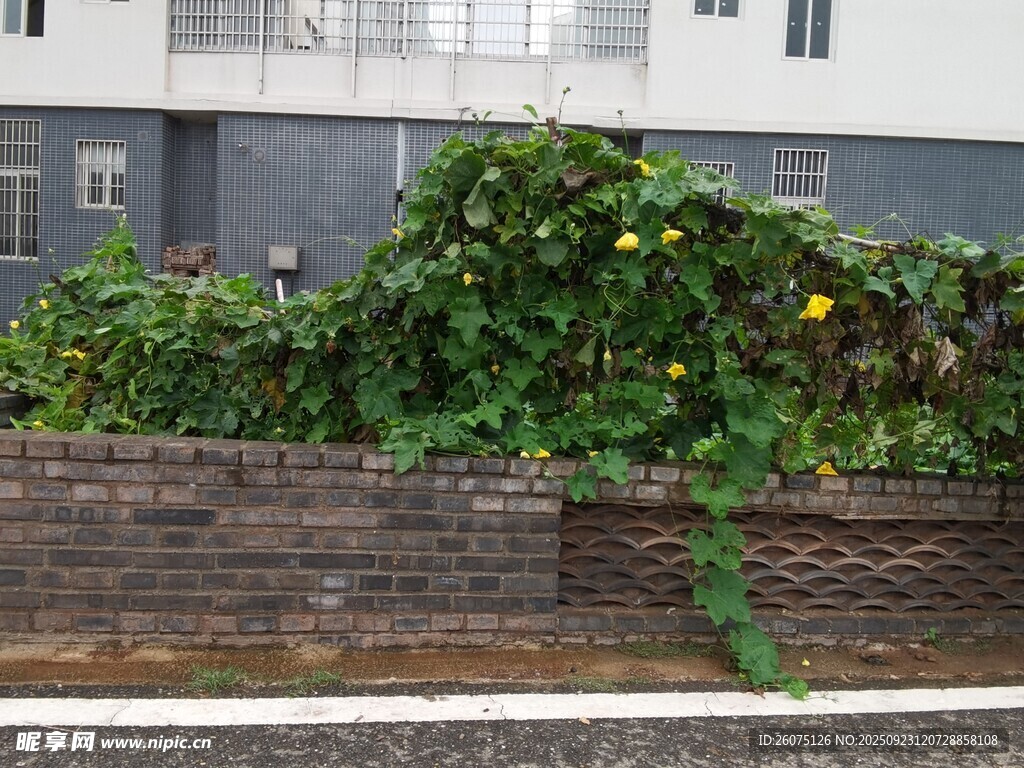 墙边繁茂绿植生机盎然