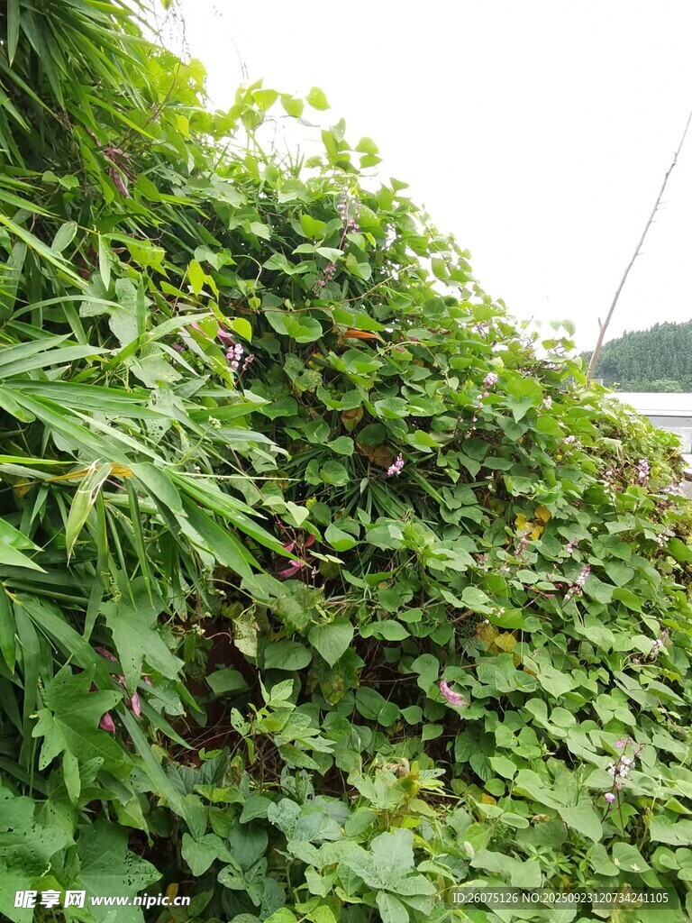 翠绿藤蔓覆盖的生机景象