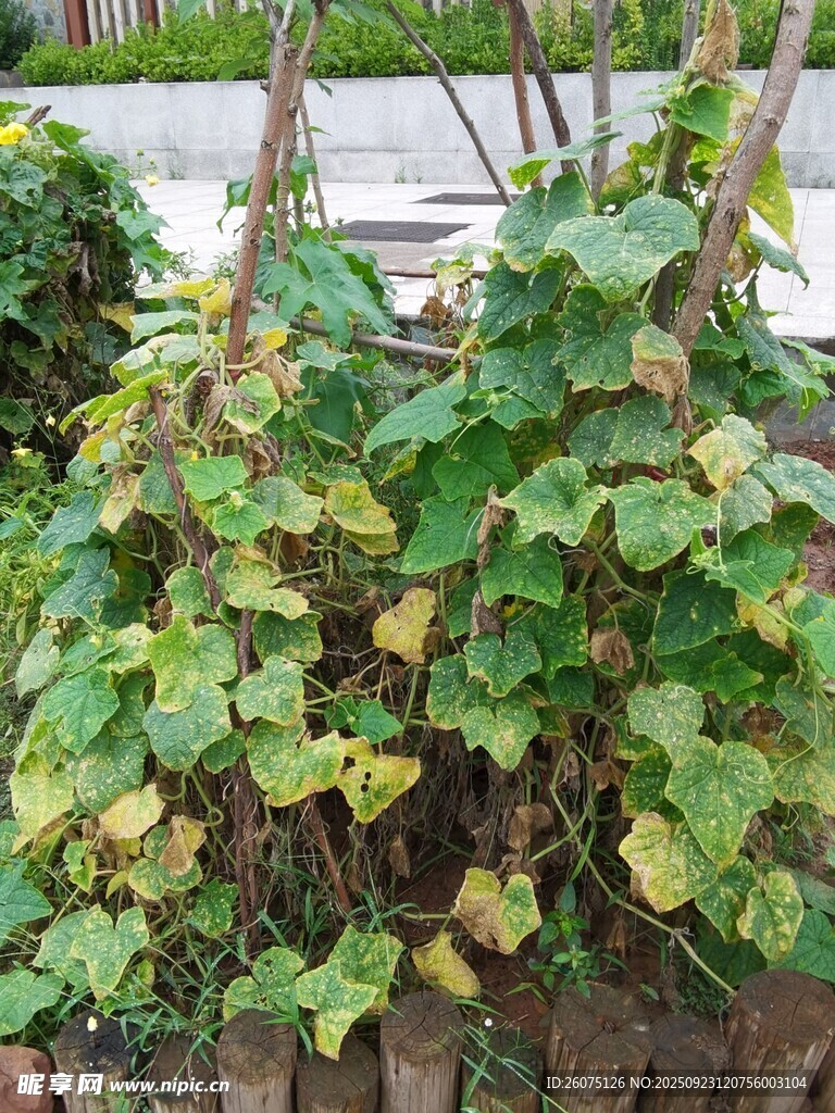 绿叶藤蔓植物景观