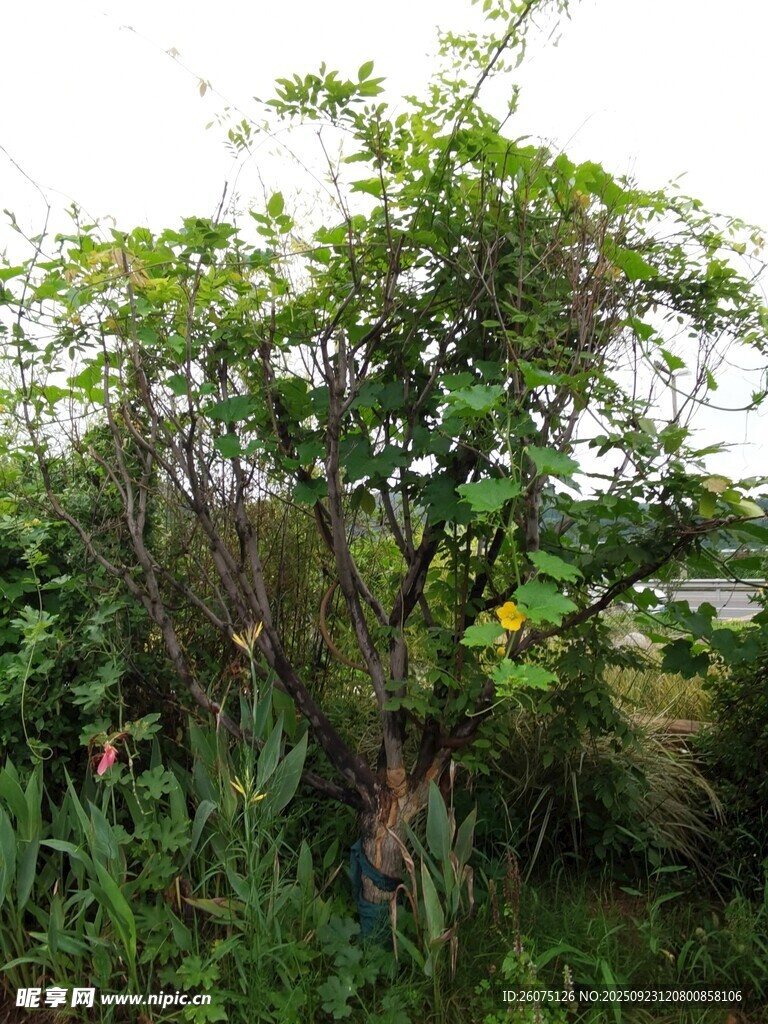 野外繁茂的绿植与开花植株
