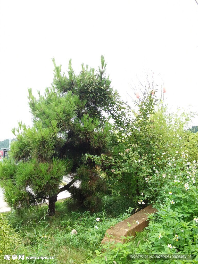 绿意盎然的野外松树景观