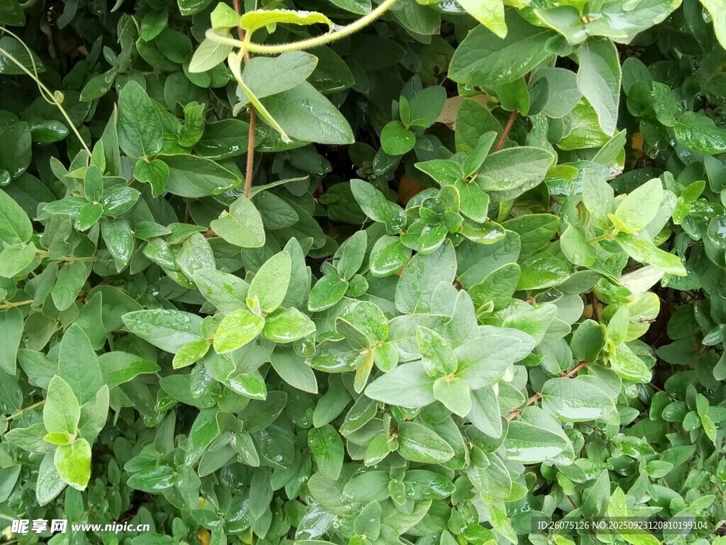 翠绿繁茂的蔓生植物