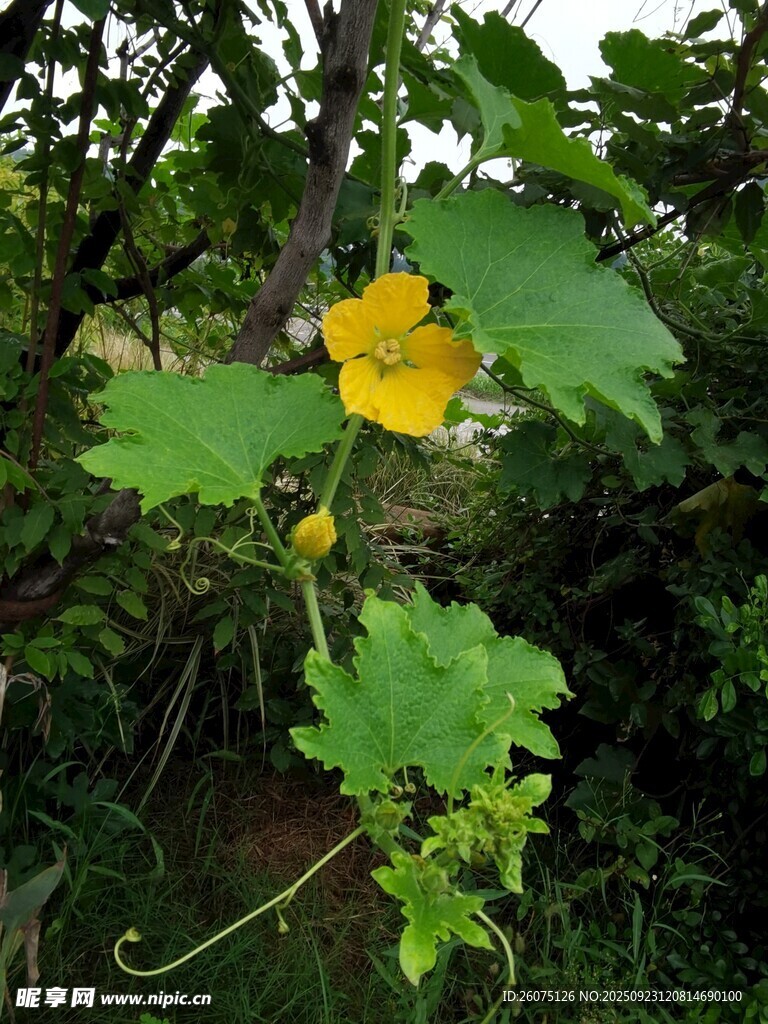 藤蔓上的黄色瓜类花朵