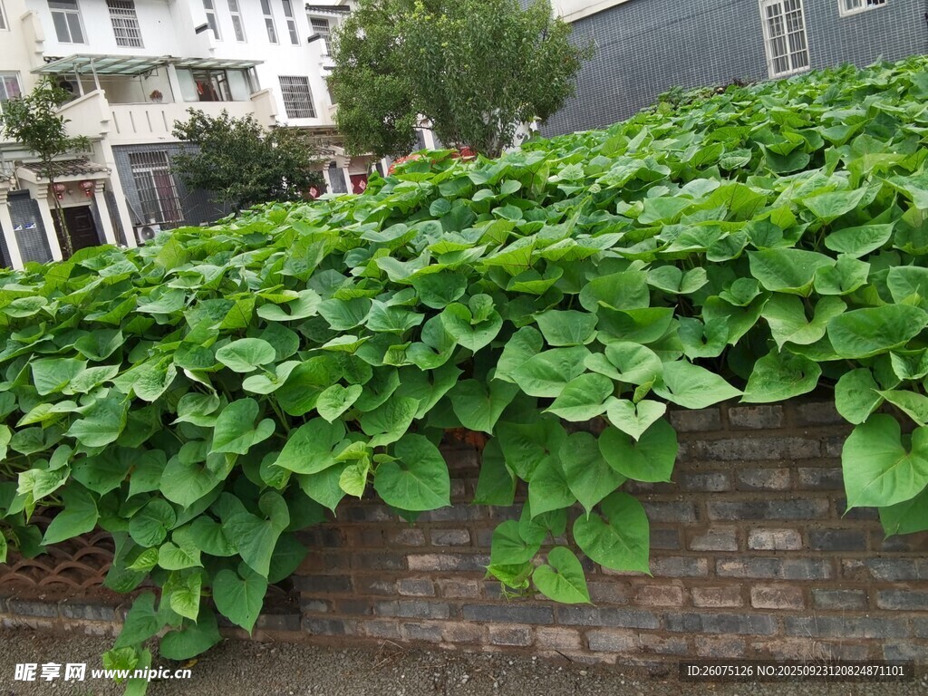 墙边繁茂绿植生机勃勃