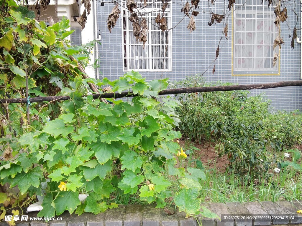 墙边繁茂绿植生机盎然