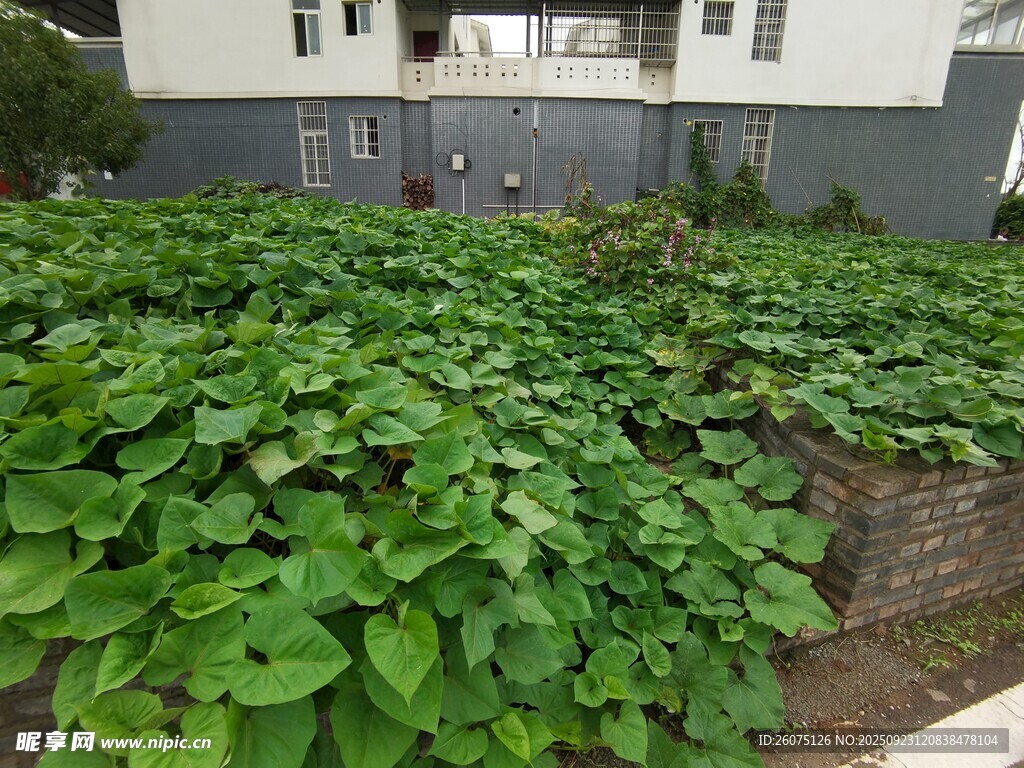 庭院中的翠绿植物景观