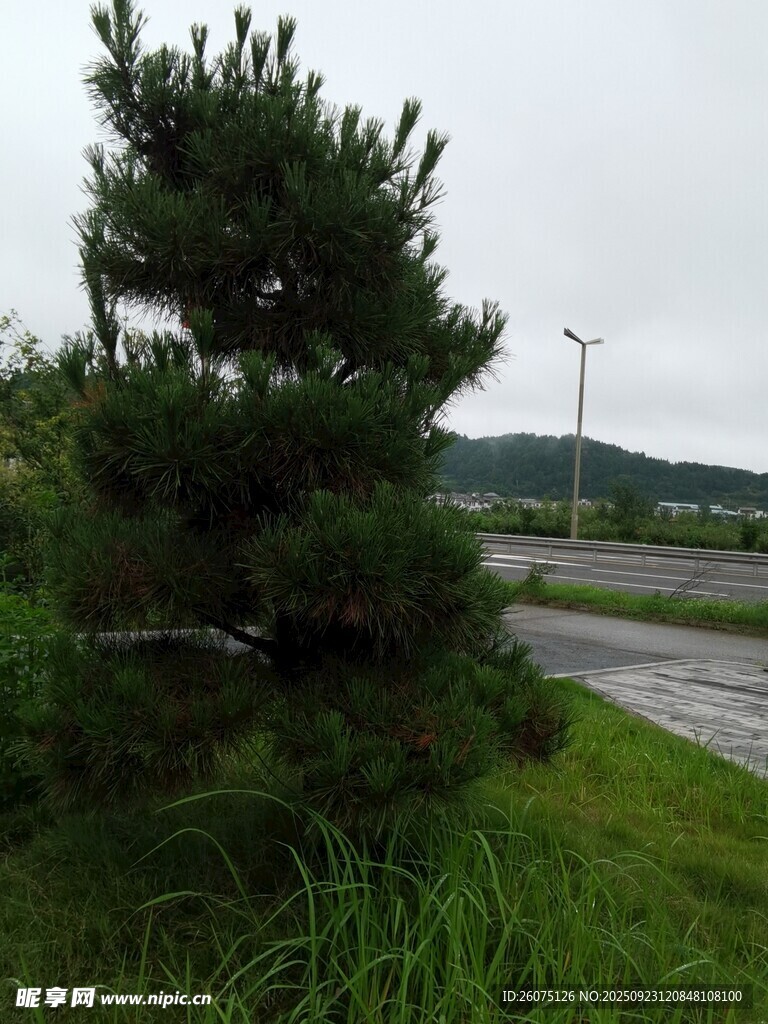 路边挺拔松树