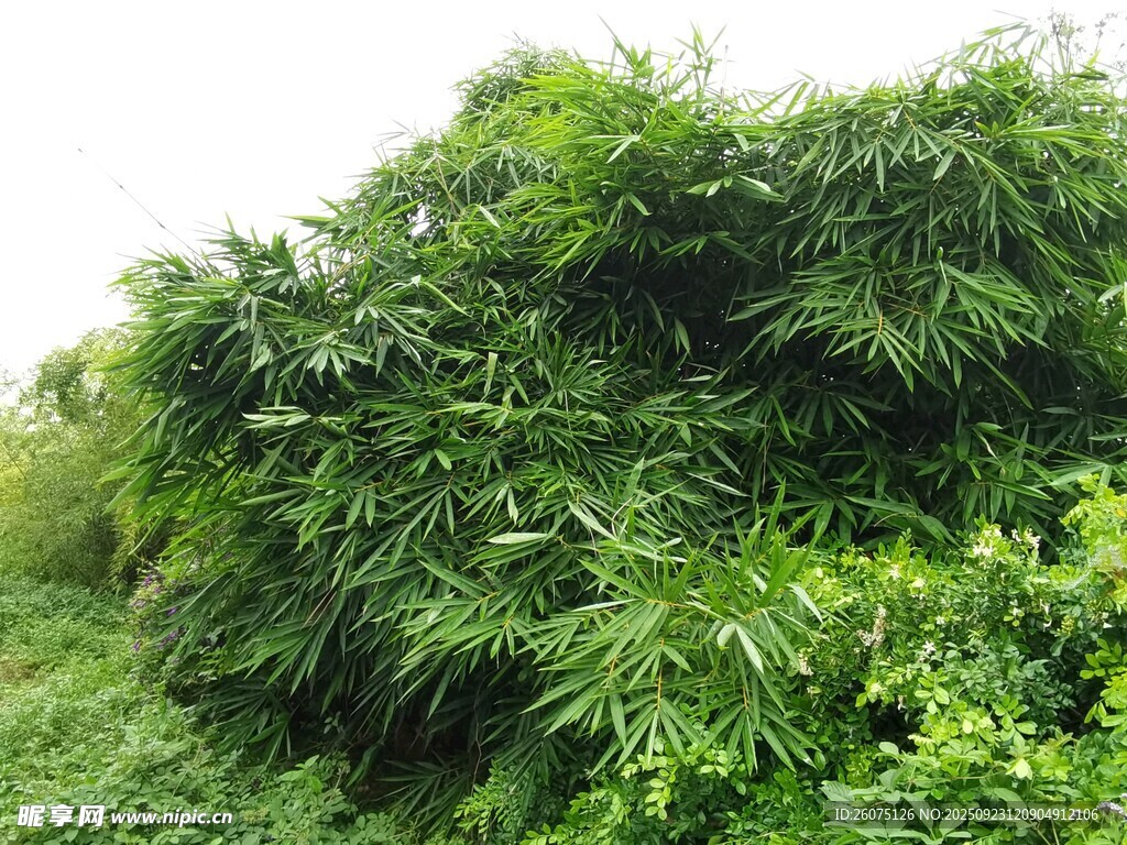 茂密绿植景观