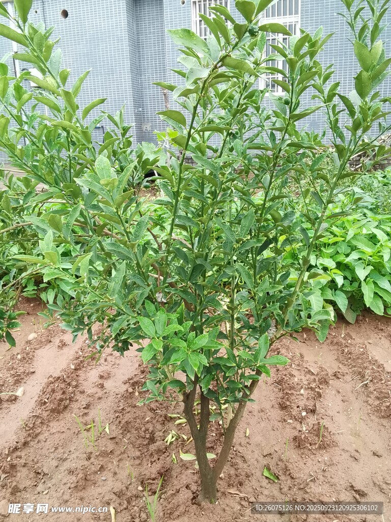 小树苗扎根于泥土中