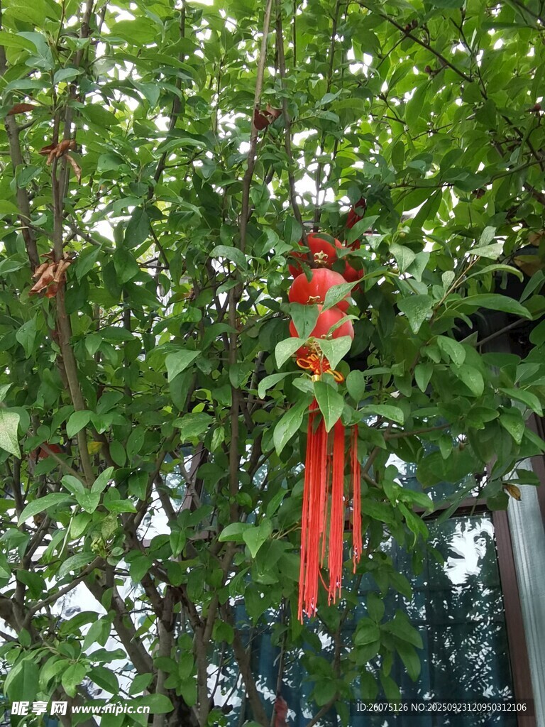 树上系着的祈福红绸带