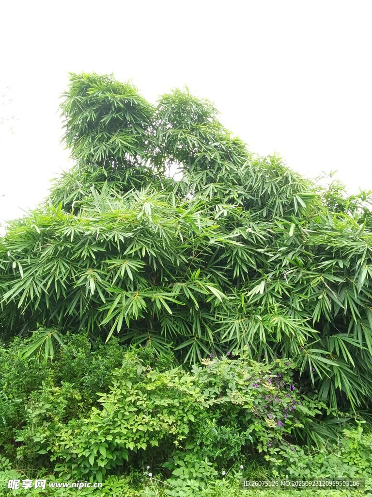 茂密翠绿的丛生植物