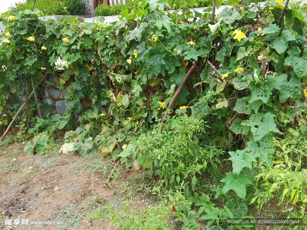 藤蔓植物覆盖的绿意角落