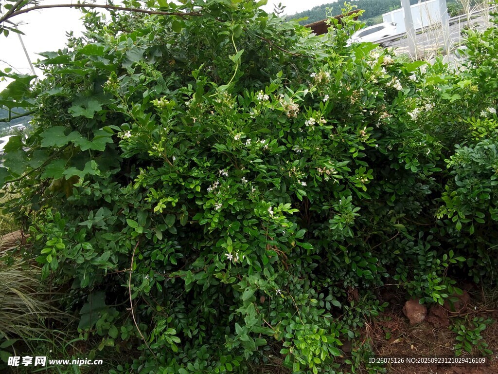 茂盛绿植景观