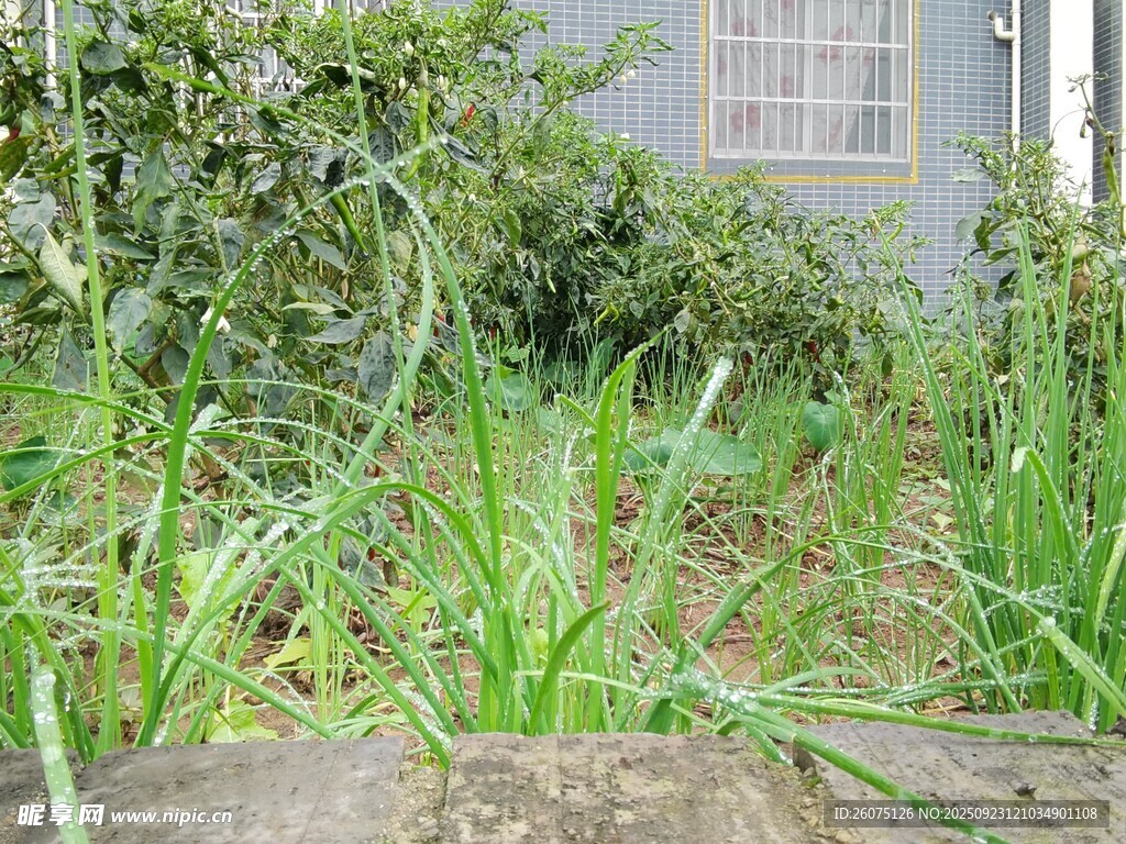 庭院中茂盛的绿色植物