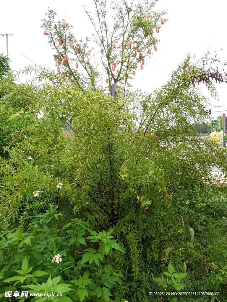 茂盛绿植展现自然生机