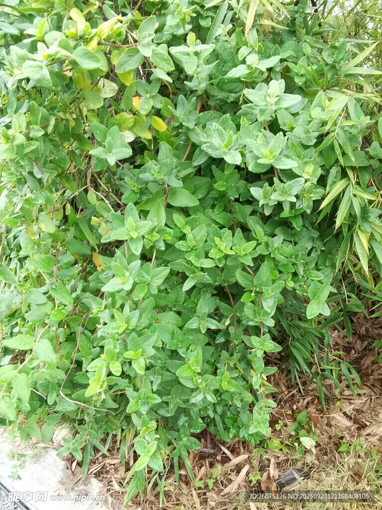 茂盛绿植景观