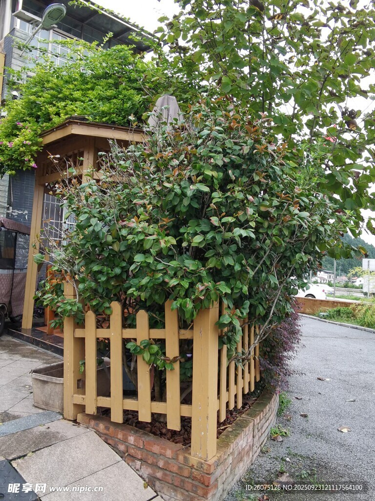 木质围栏旁的绿植景致