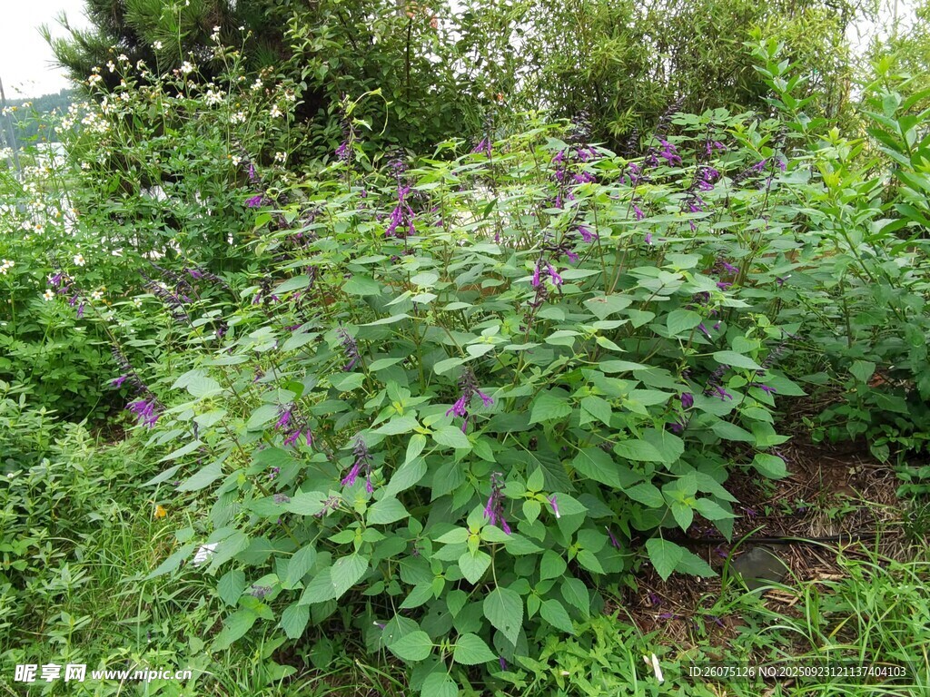 野外繁茂的绿色植物