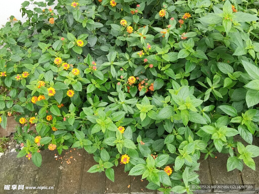 绿叶间绽放的黄色小花