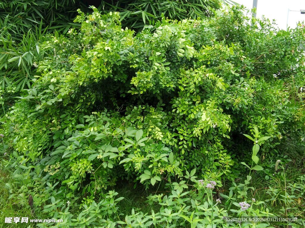 繁茂绿植景观