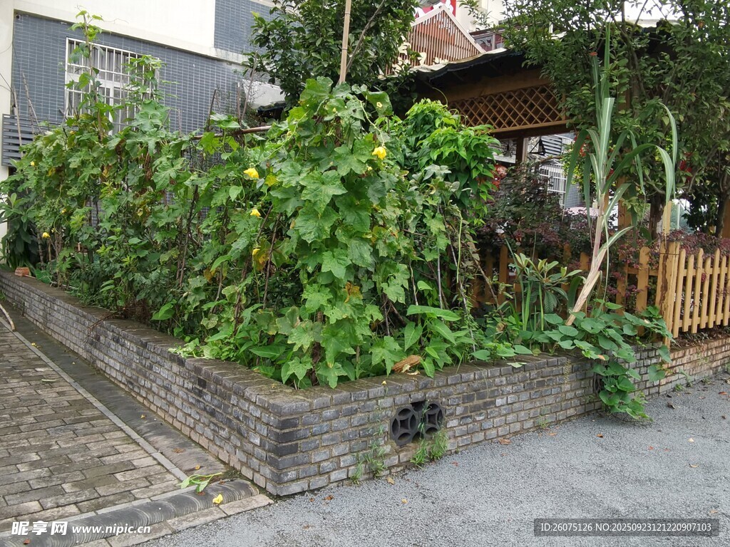 庭院绿植景观一角