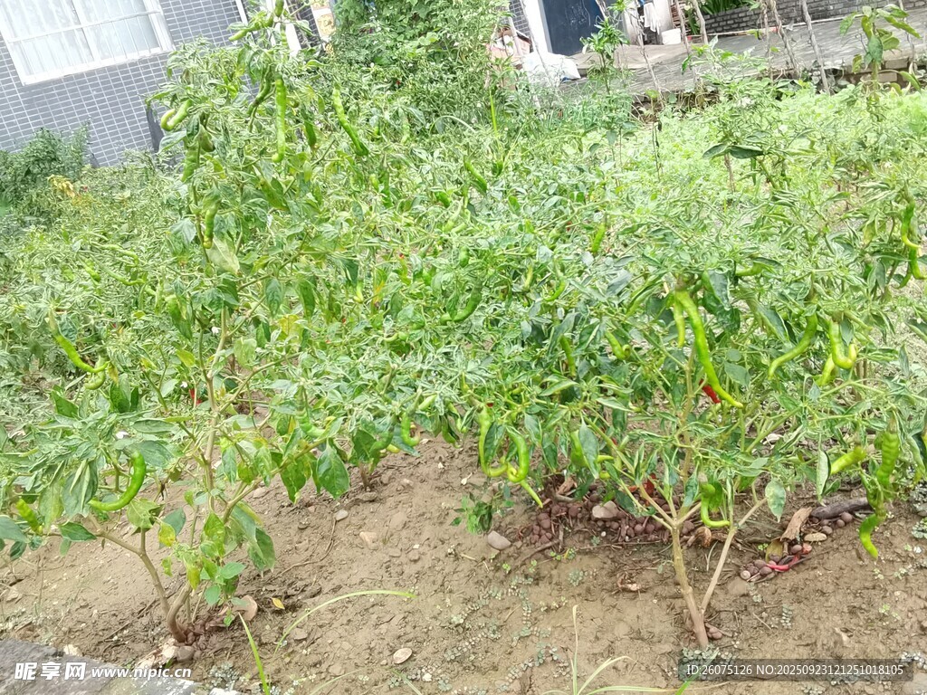 户外绿植景观
