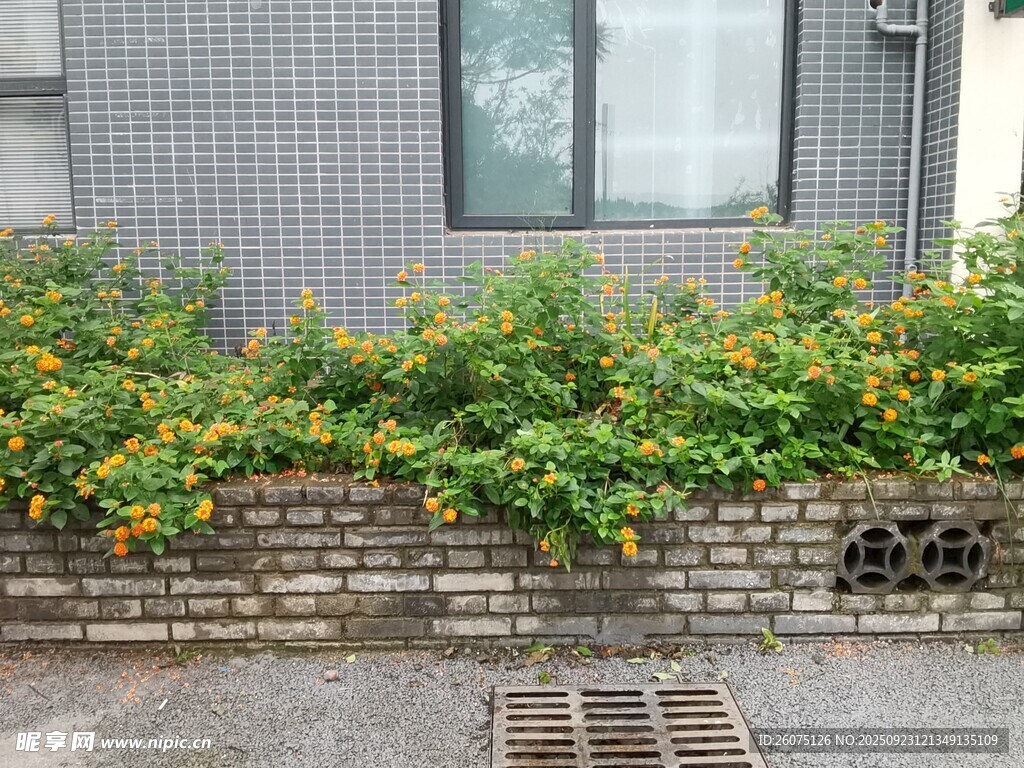 墙边绿植绽放生机