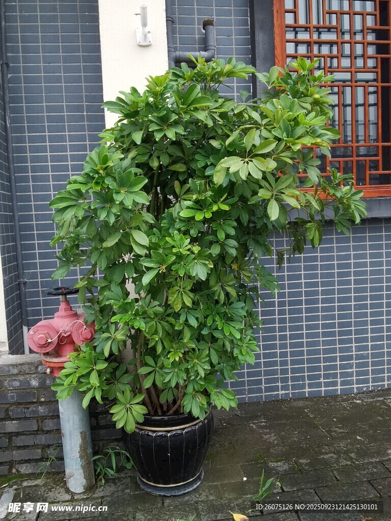 庭院中茂盛的盆栽绿植