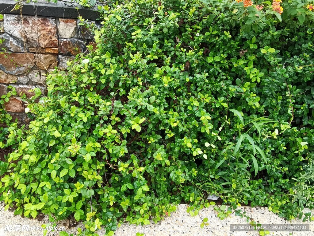 茂盛绿植生机盎然