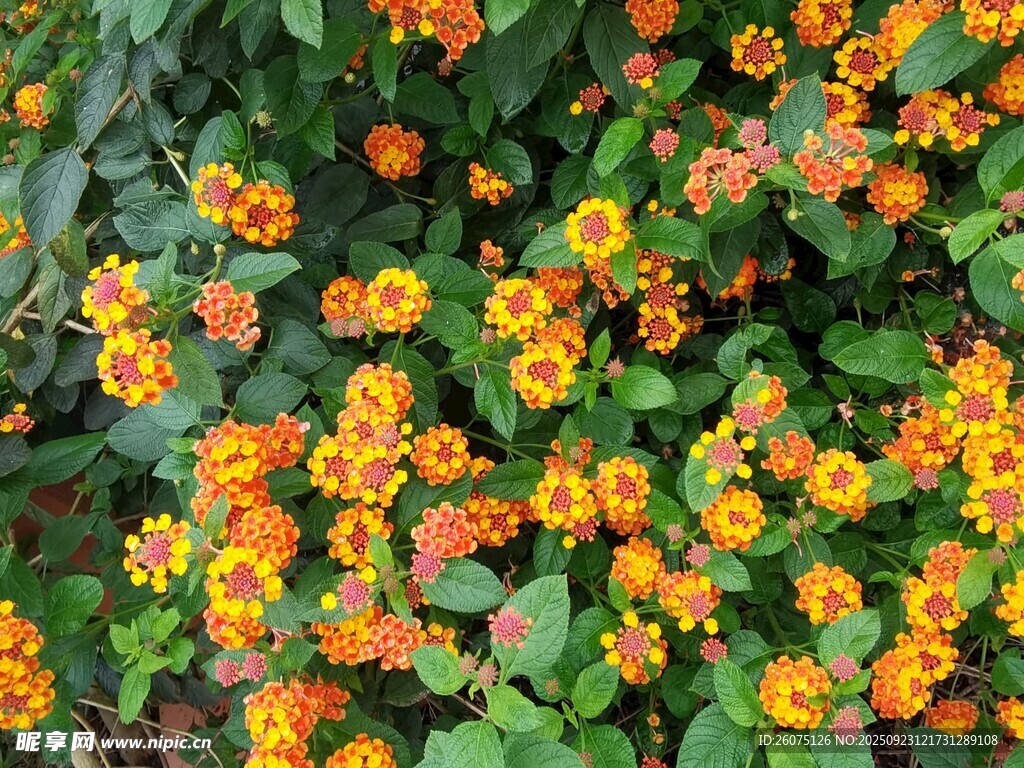 橙黄小花绽放绿叶间