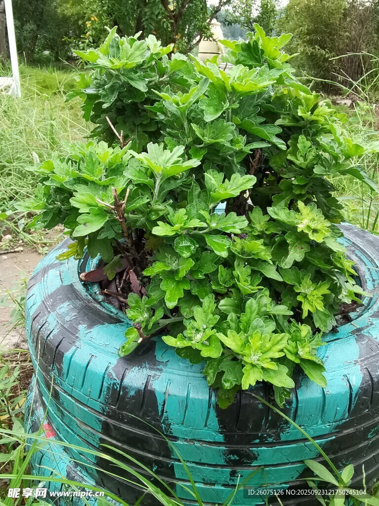废旧轮胎变身绿植花盆