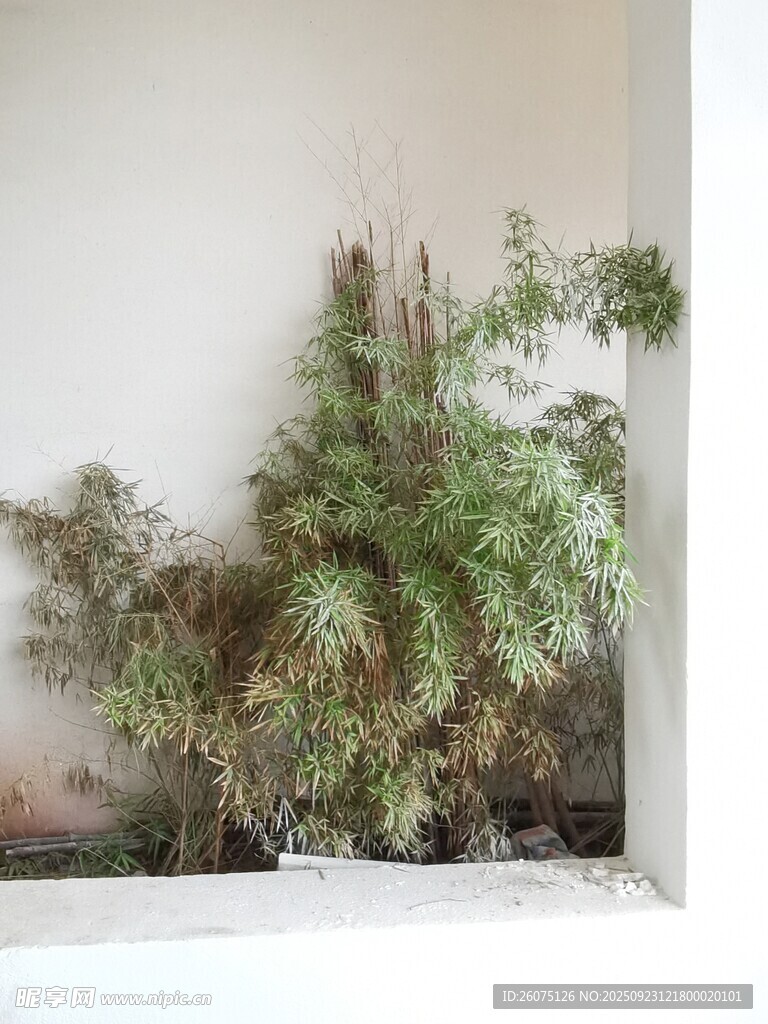 墙角绿植生机盎然