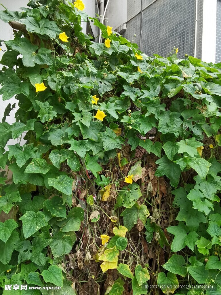 绿叶黄花缠绕的生机景象