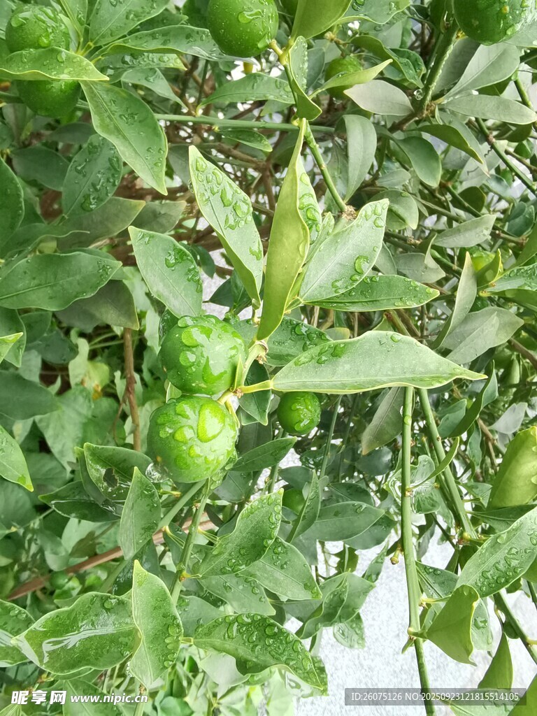 枝头青果绿意盎然