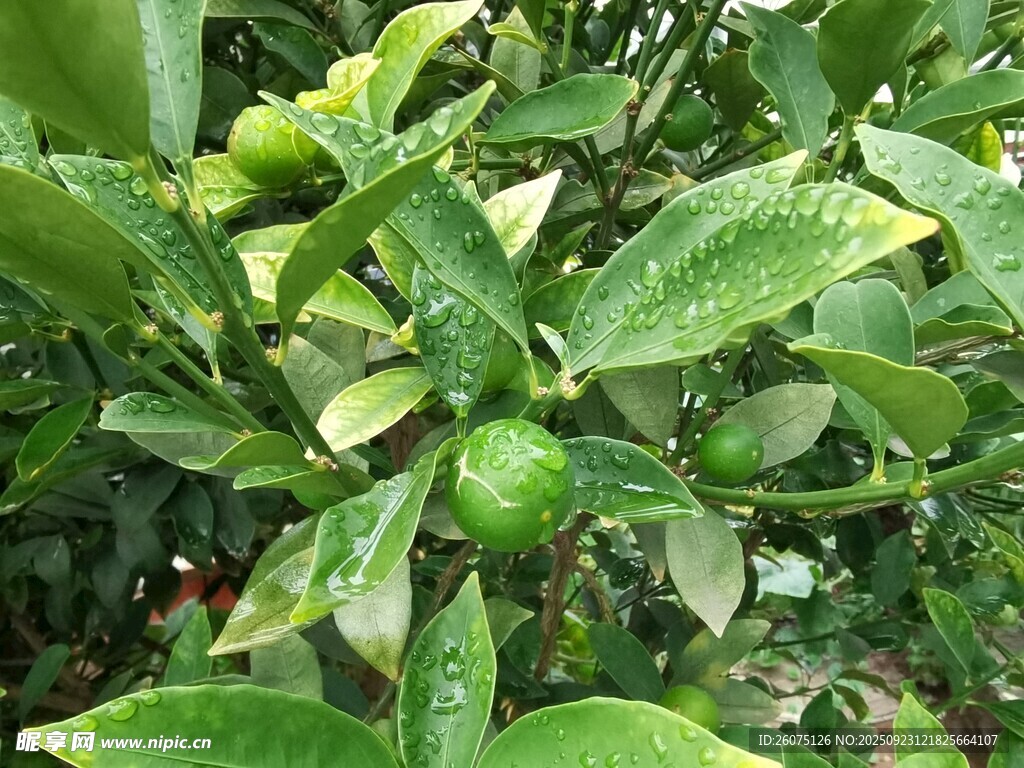 绿叶间的青柑橘