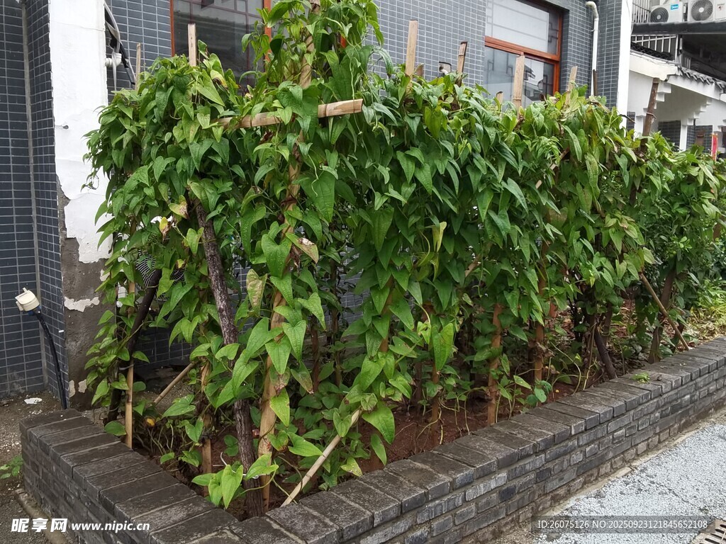 墙边繁茂绿植生机盎然