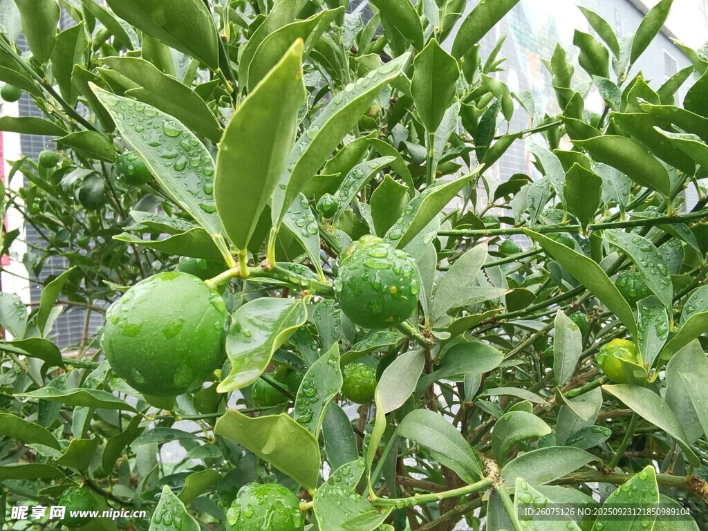青绿色柑橘挂在繁茂枝头
