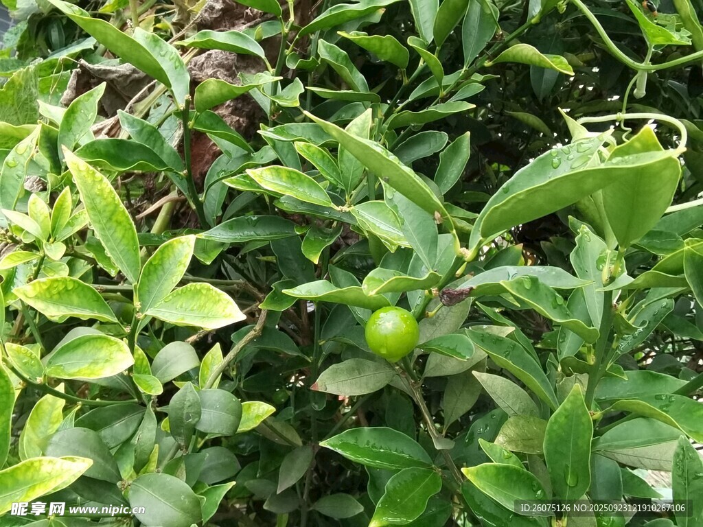 绿叶间的青果