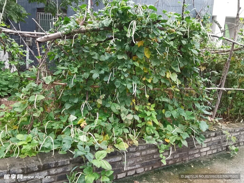 藤蔓攀附砖墙绿意盎然