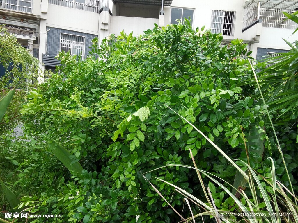 繁茂绿植景观