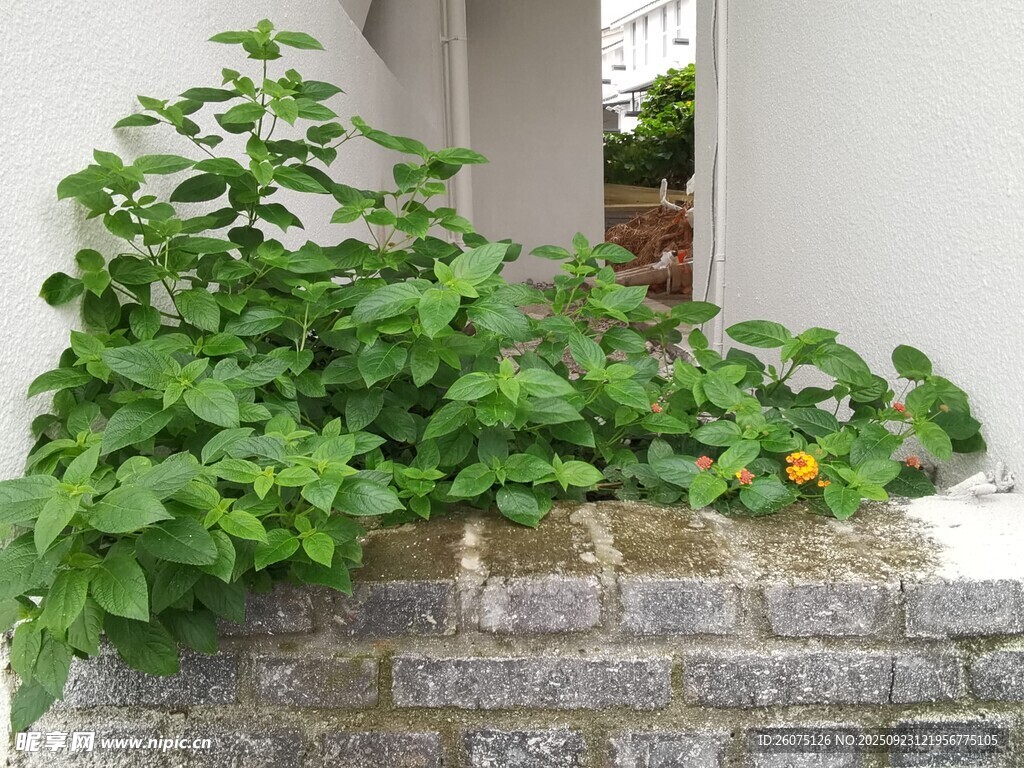 墙边绿植绽放生机