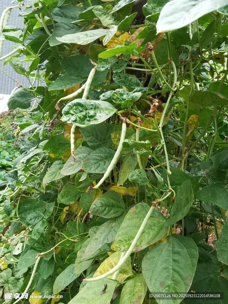 藤蔓缠绕绿叶间的景象