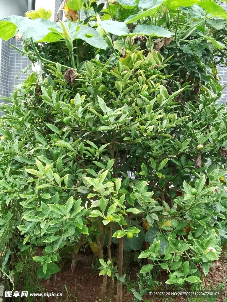翠绿繁茂的灌木植物