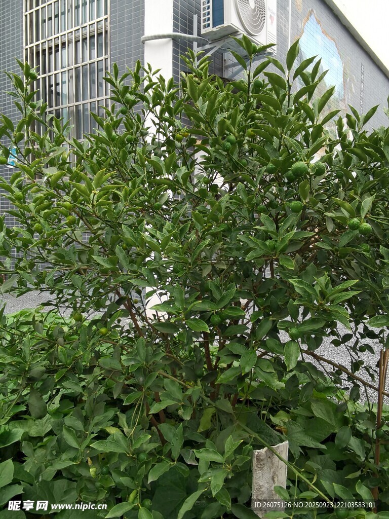 城市中繁茂的绿色小灌木