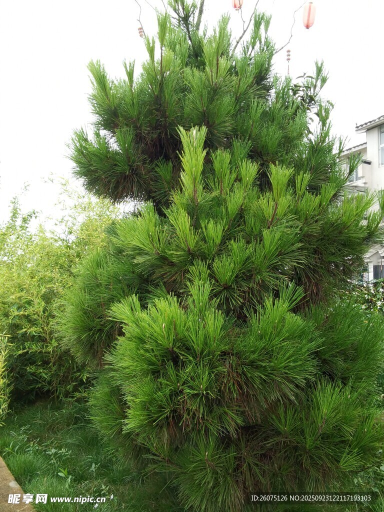 挺拔苍翠的绿色松树